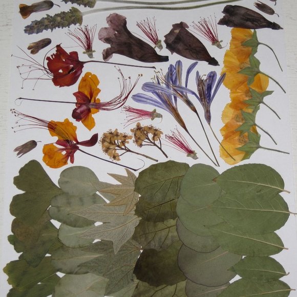 60 PCS Variety Pressed Flowers Leaves Leaf Peacock Mallow Lily Lavender Bottle B - Picture 4 of 6